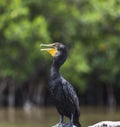 Neotropical cormorant Phalacrocorax brasilianus, also known as biguaÃÂ, mbiguaÃÂ, cormorant, black cormorant, 2 sea crow, 2 yeco